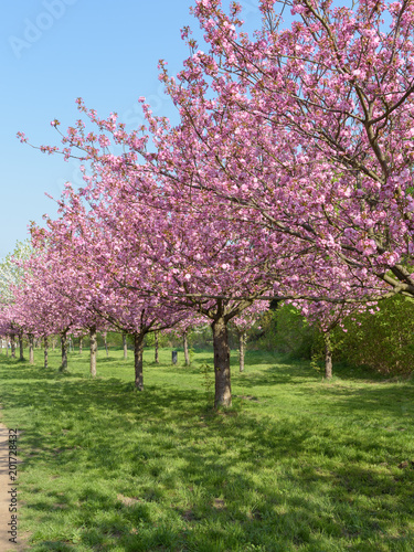 Sakura - Kirschbl  te in Parklandschaft in Berlin