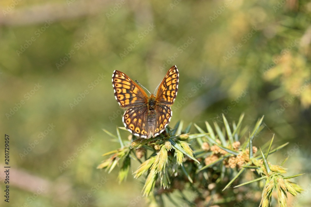 Schlüsselblumen-Würfelfalter (Hamearis lucina) auf Wacholder Schlüsselblumen-Würfelfalter (Hamearis lucina) auf Wacholder