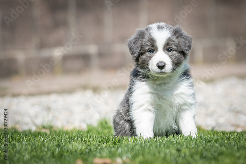 Fototapeta mały border collie w ogrodzie