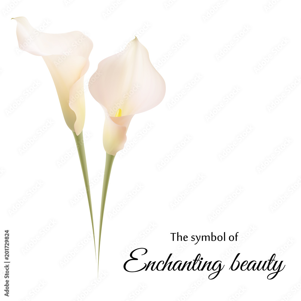 Realistic pink calla lily. The symbol of Enchanting beauty. - obrazy, fototapety, plakaty 