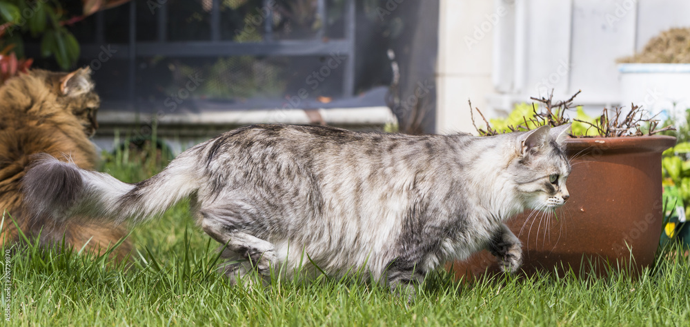 Obraz premium Adorable kitten in the garden, walking on the grass green