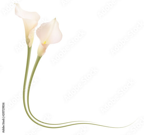 Realistic pink calla lily frame, corner. The symbol of Enchanting beauty.