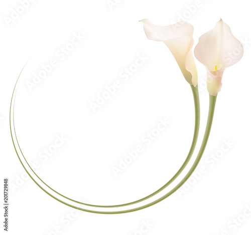 Slika na platnu Realistic pink calla lily frame, circle