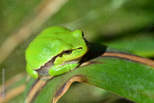 Sitting green tree frog - portrait