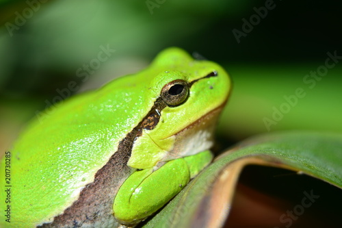 Green tree frog - closeup