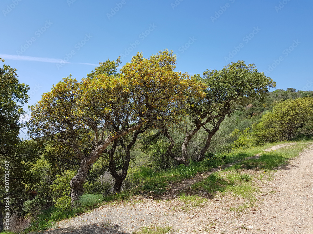 Paesaggio di Sardegna - Sinnai Paesaggio di Sardegna - Sinnai