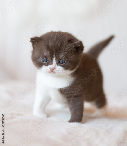 BKH Kitten in chocolate-white - sehr hübsch und typvoll