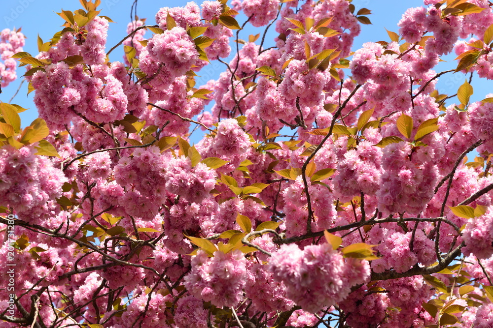 Cherry blossom tree, U.K.
Spring flowering tree.