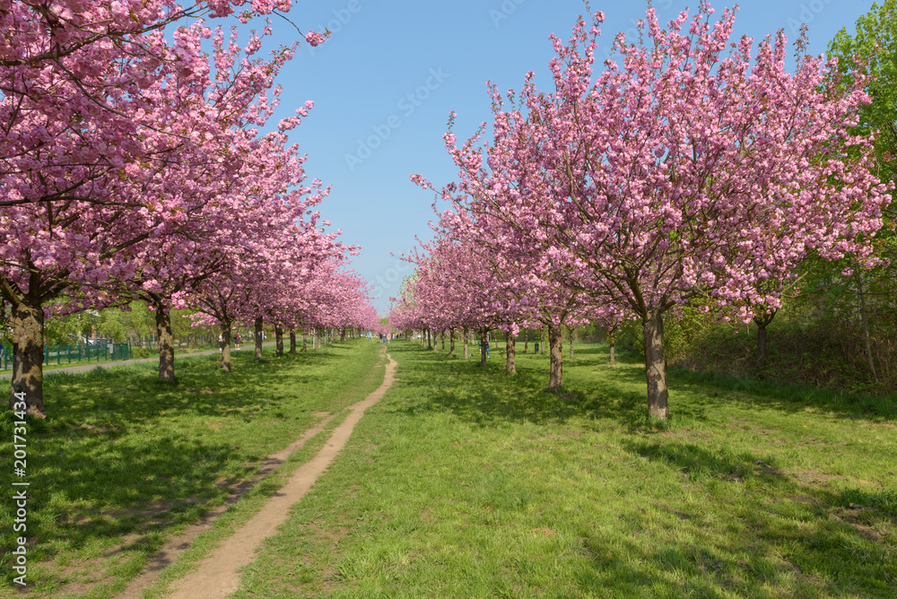 Obraz premium Blühende Kirschbäume im Park