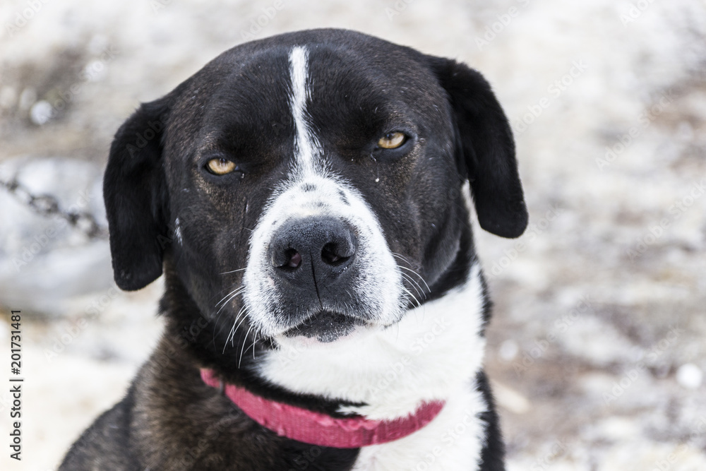 A dog with an expressive look