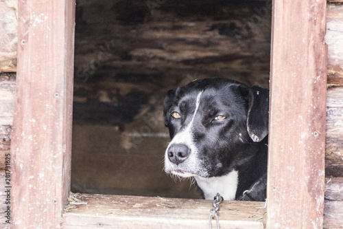 A beautiful dog with an expressive look lies in the booth