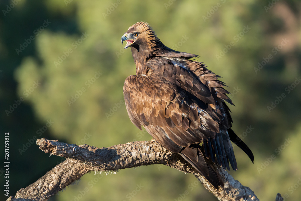Fototapeta premium Golden eagle (Aquila chrysaetos), Andalusia, Spain