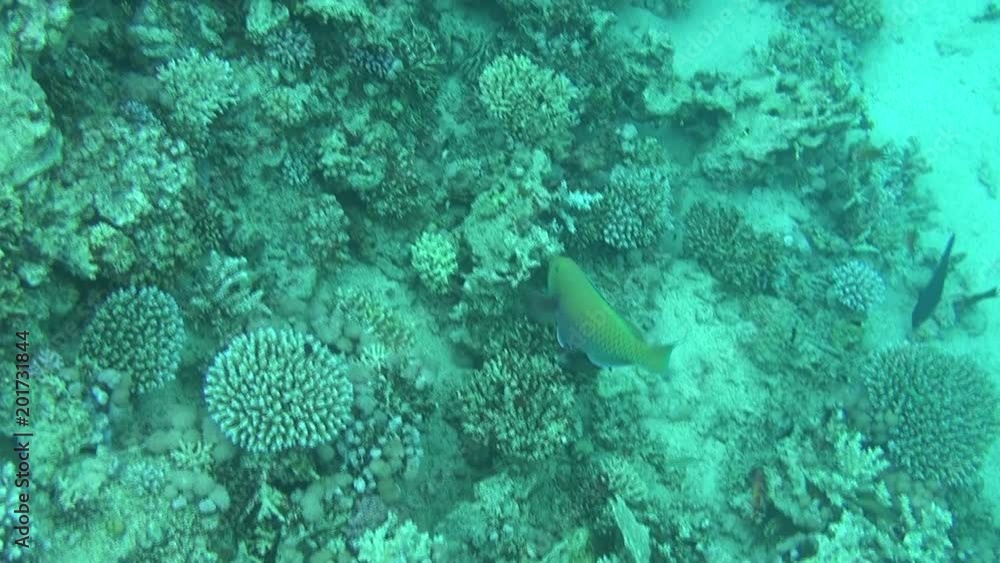 parrot fish 05 dahab parrot fish 05 dahab