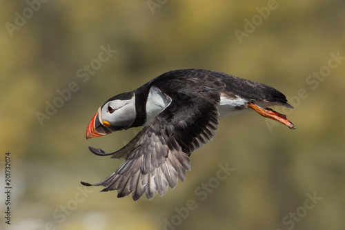 Puffin in flight (Fratercula arctica), Farne islands, Scotland
