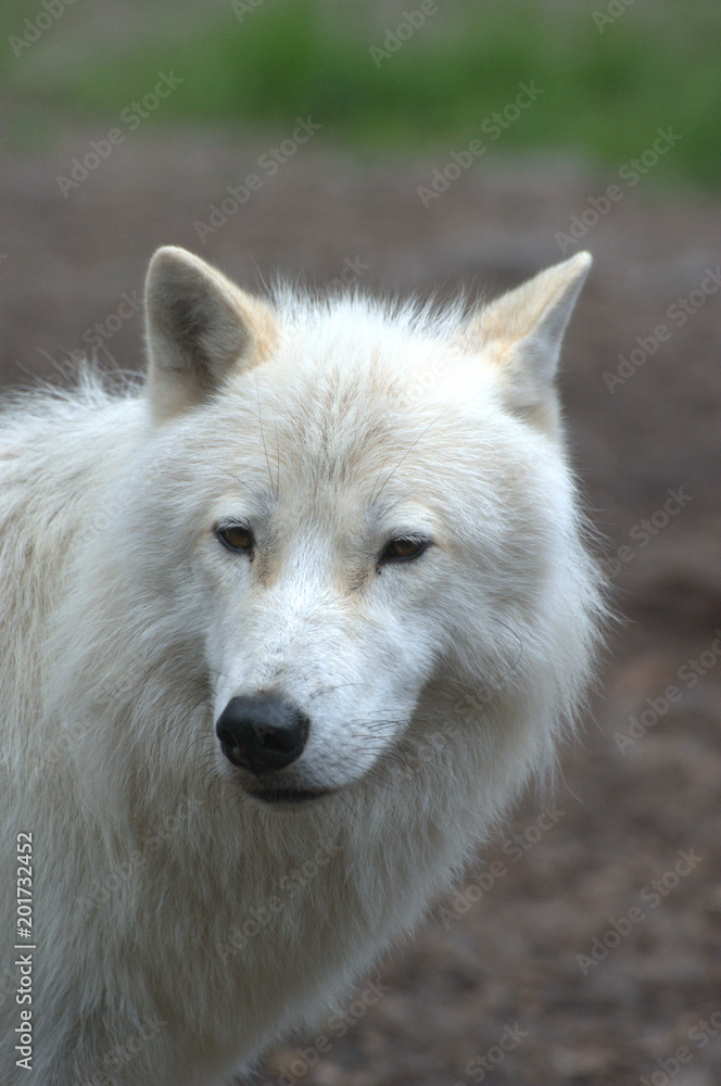 Polar Wolf