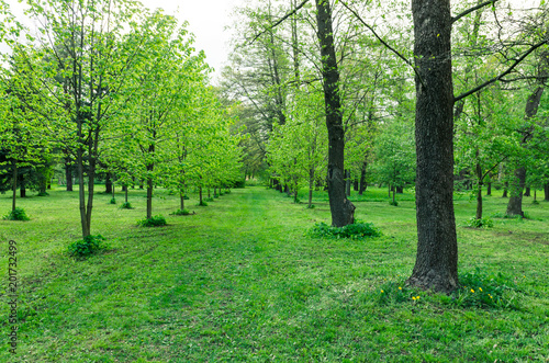 trees in a green forest