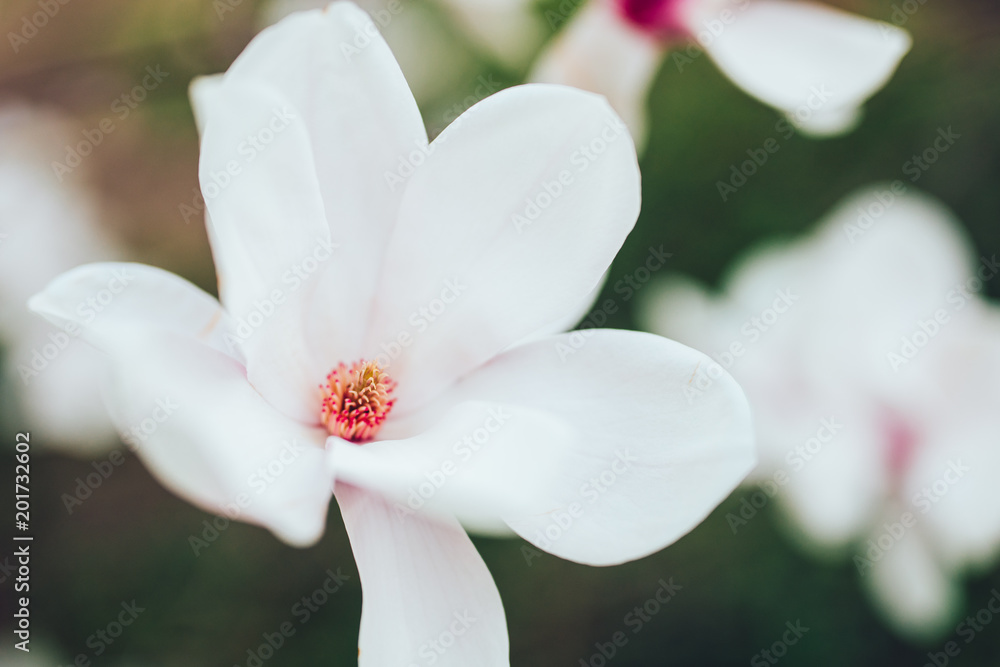 Naklejka premium Spring floral background with magnolia flowers.