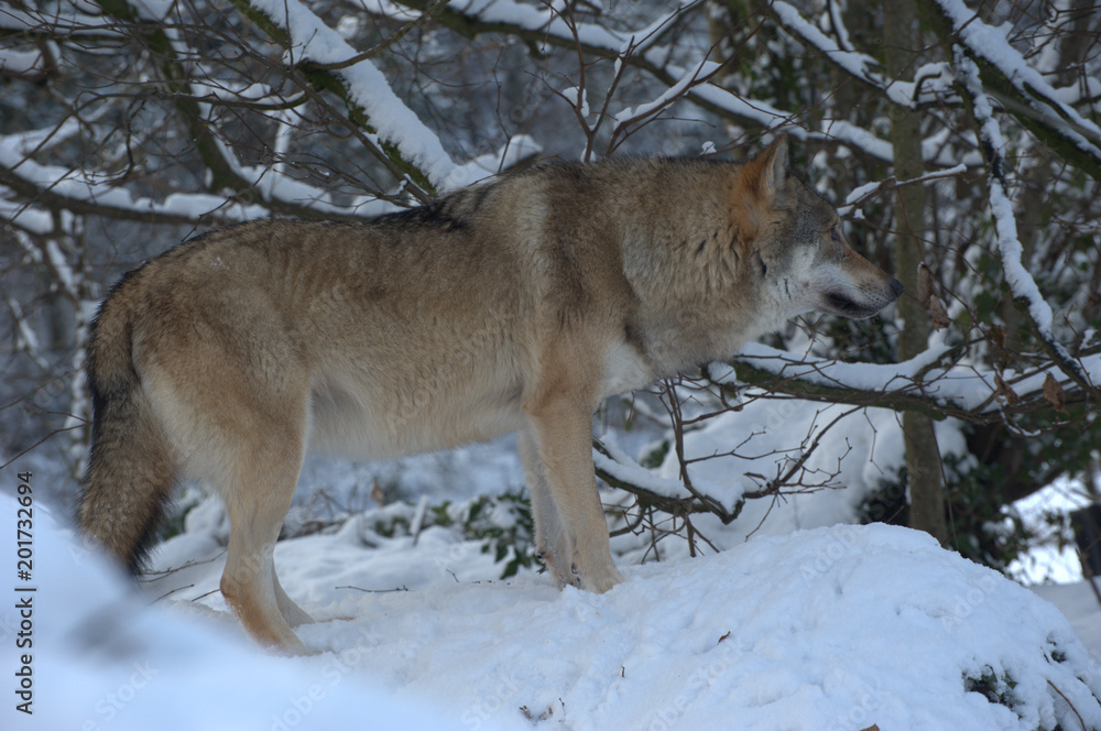 Obraz premium Europäischer Wolf