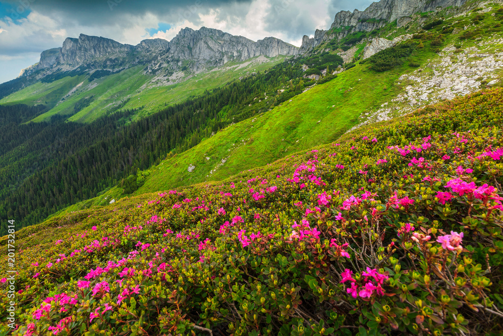 Spectacular pink rhododendron flowers in the mountains, Bucegi, Carpathians, Romania