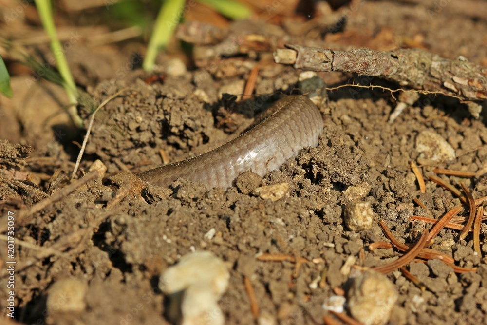 Eingegrabene Blindschleiche (Anguis fragilis) am Dörnberg Eingegrabene Blindschleiche (Anguis fragilis) am Dörnberg