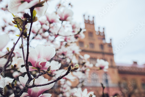 Magnolia tree blossom outdoors spring time photo