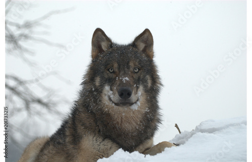 Europäischer Wolf © MEISTERFOTO