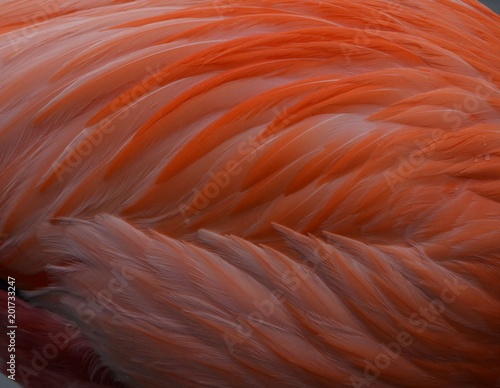 Plumage of a Flamingo