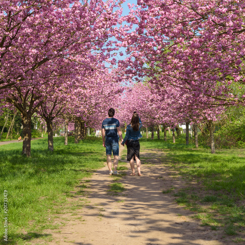 Menschen genießen Kirschblüte im Park