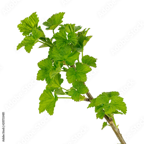 Wallpaper Mural branch of black currant Torontodigital.ca