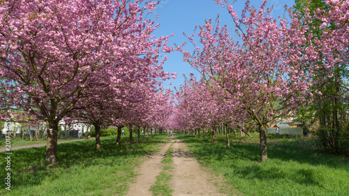 Blühende Kirschbäume im Park 