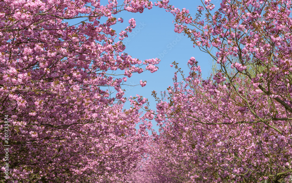 Blühende Kirschbäume im Park 