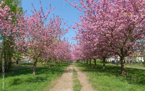 Blühende Kirschbäume im Park  © Thomas