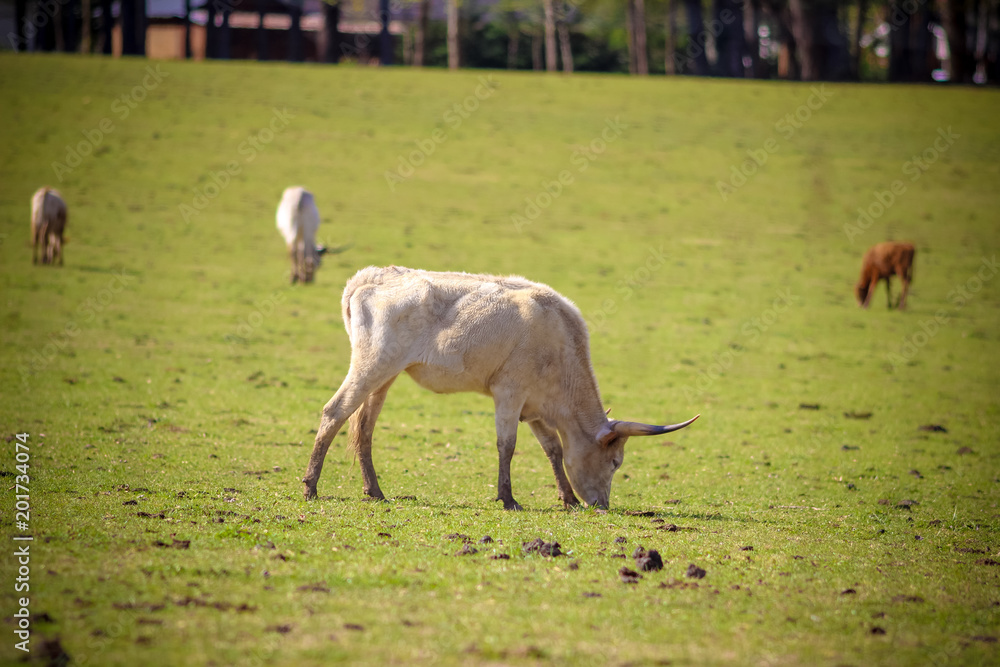 Obraz premium Cattle