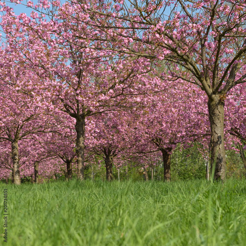 Kirschbäume in Park aus niedrigem Blickwinkel Kirschbäume in Park aus niedrigem Blickwinkel