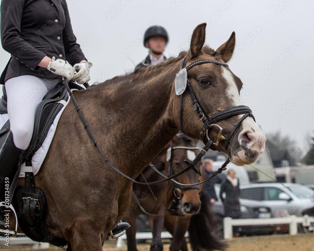 Portrait of a sports brown horse. Riding on a horse. Portrait of a sports brown horse. Riding on a horse.