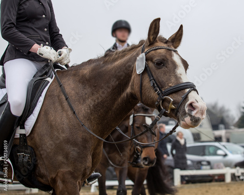 Portrait of a sports brown horse. Riding on a horse. © Kunz Husum