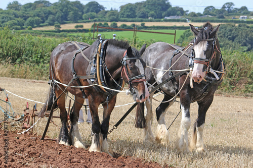 Shire horses ploughing