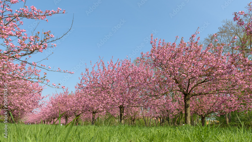 Kirschbäume in Park aus niedrigem Blickwinkel Kirschbäume in Park aus niedrigem Blickwinkel