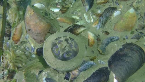 Dead Common jellyfish (Aurelia aurita): waves carry it along the seabed, winter. photo