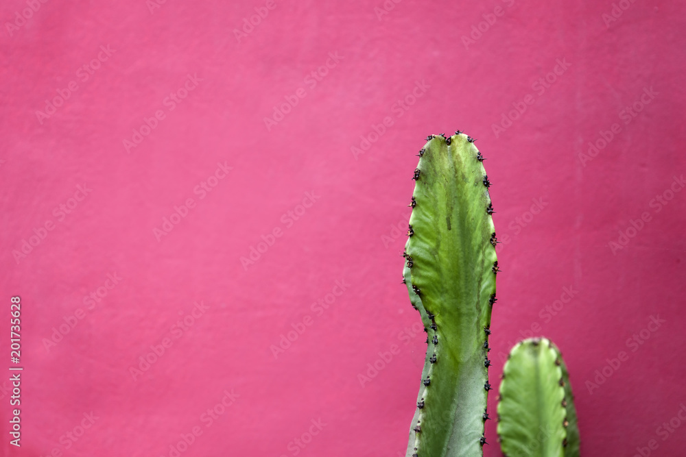 Naklejka premium Cactus by the wall