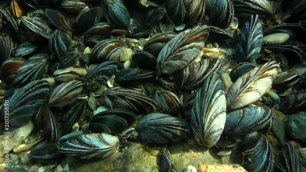 Mussel Rays Settlement of mussels (Mytilus sp.) in shallow waters in the sun rays ...