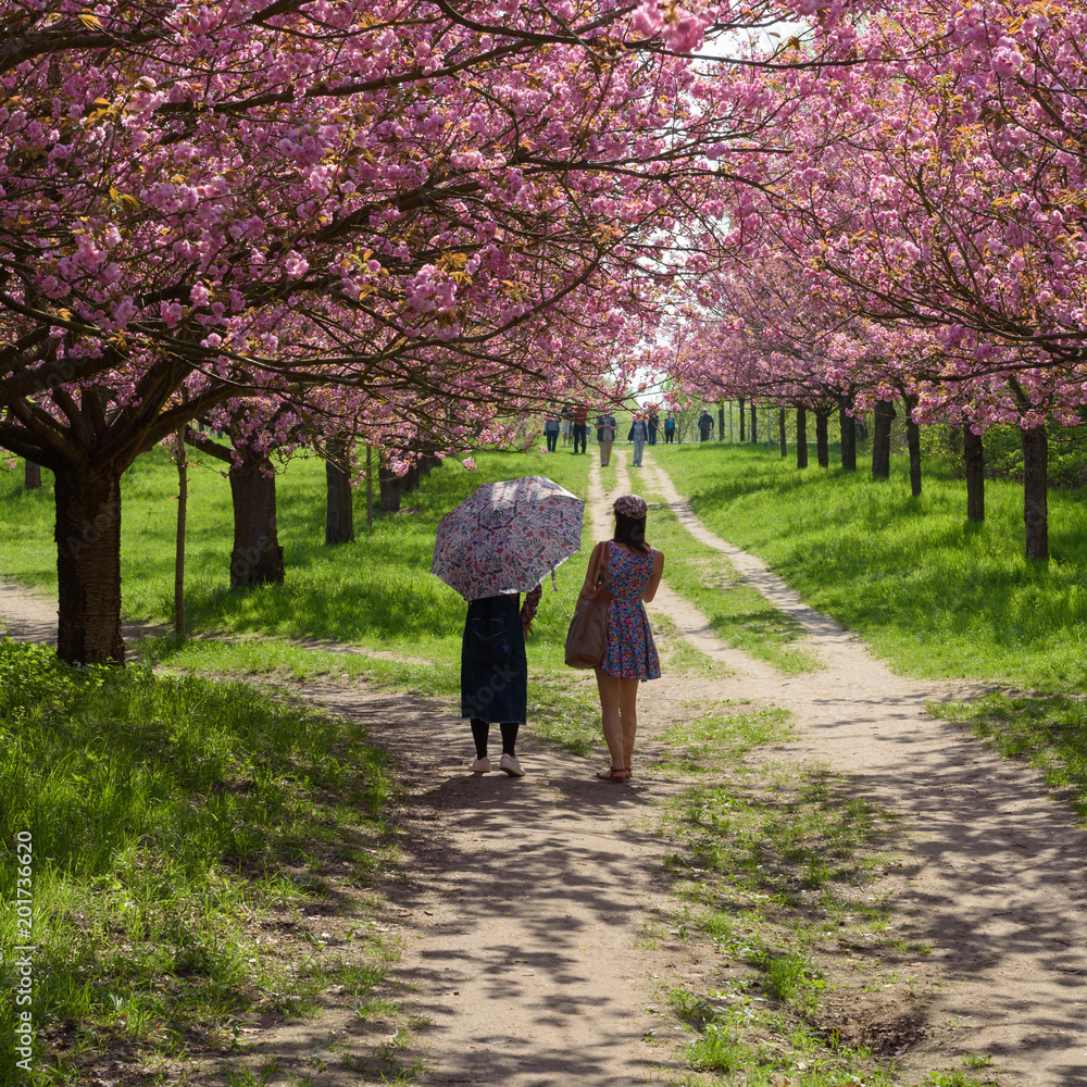 Menschen genießen Kirschblüte im Park Menschen genießen Kirschblüte im Park
