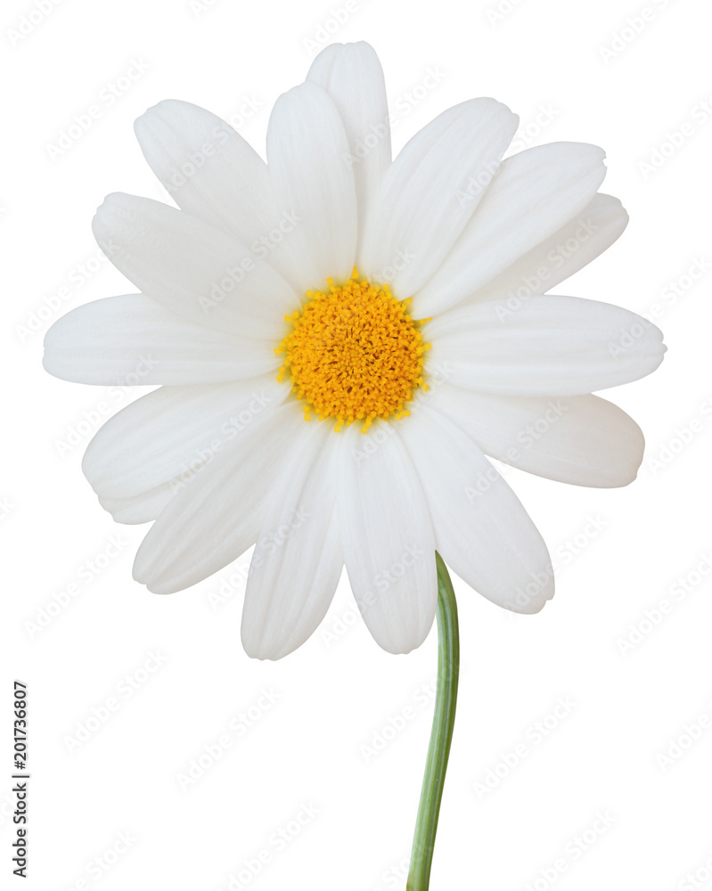 Lovely white Daisy (Marguerite) isolated on white background. Germany Lovely white Daisy (Marguerite) isolated on white background. Germany