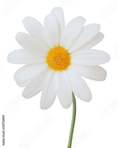 Lovely white Daisy  Marguerite  isolated on white background. Germany