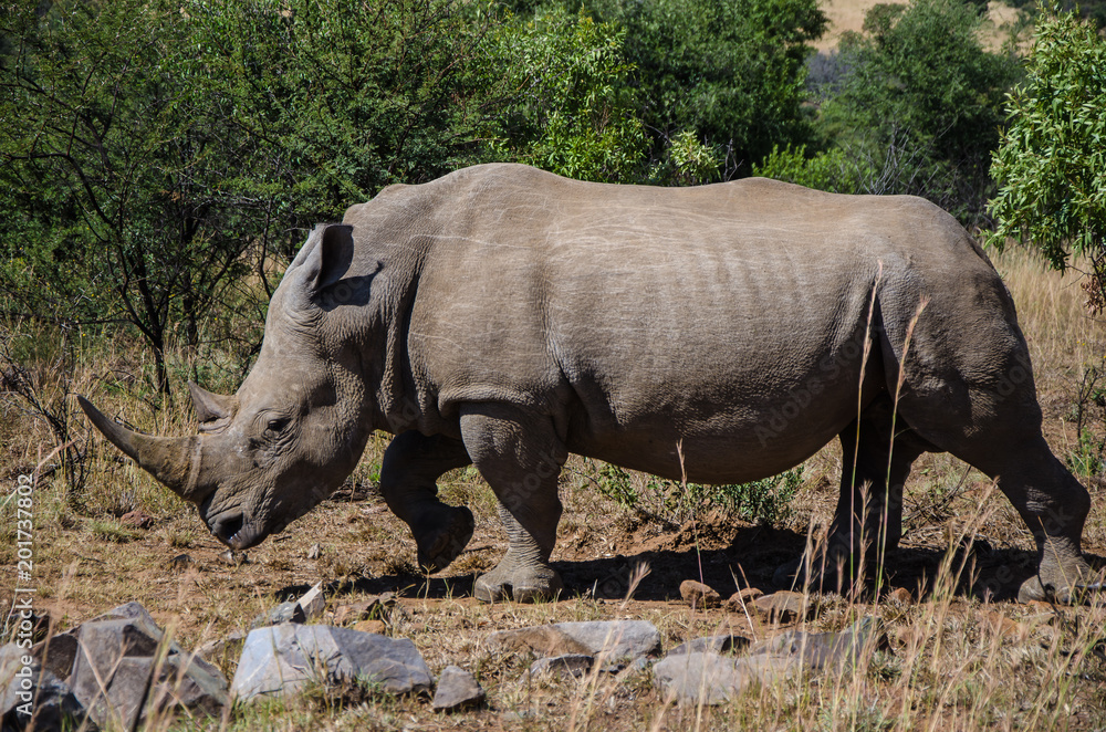 Fototapeta premium Wild Rhinocerous