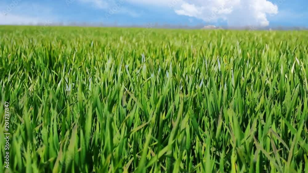 Green Wheat agriculture field