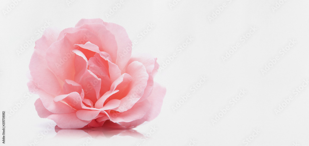 Obraz premium Rosa Rose