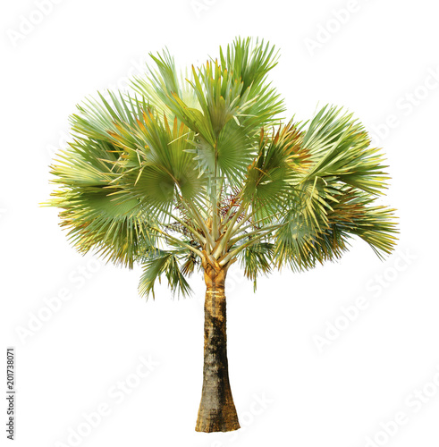 palm tree isolated on white background with Clipping Path © kuarmungadd