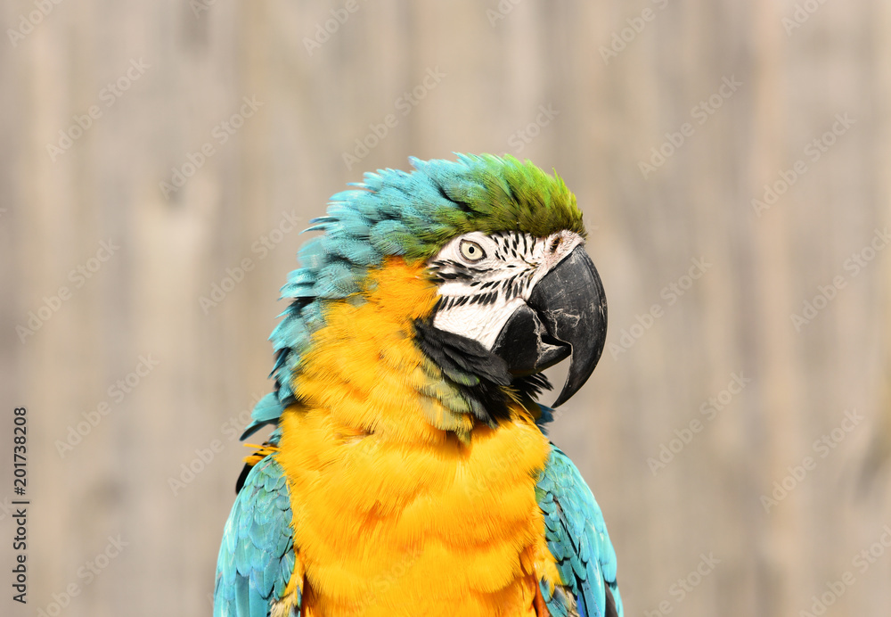 Obraz premium Blue and Gold Macaw Parrot