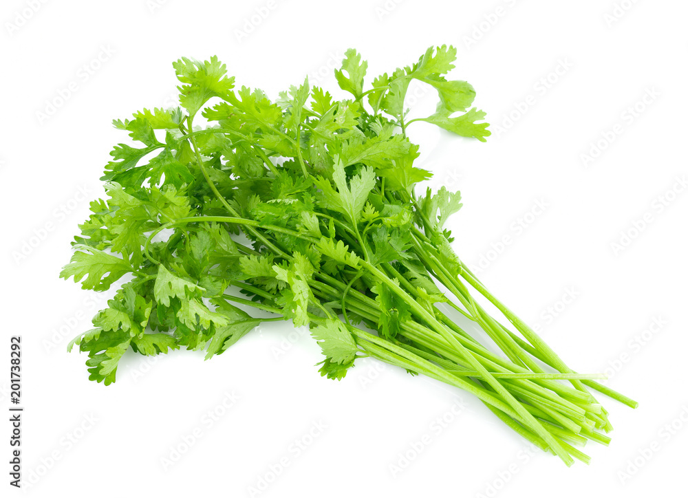 fresh coriander leaves on white background fresh coriander leaves on white background